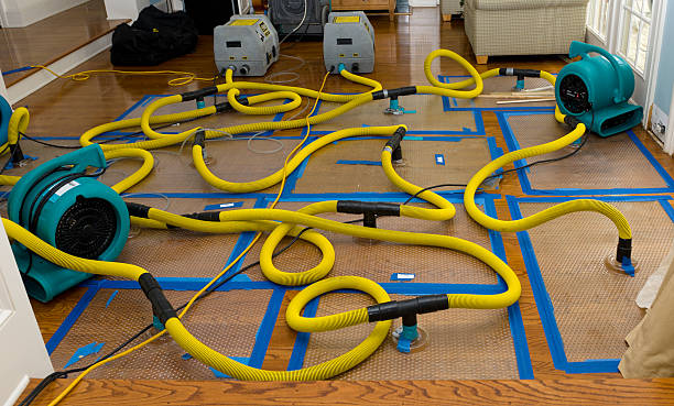 Professional Water Damage Repair technician working in Lena, IL